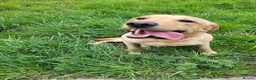 Labrador Retriever dogs for sale: KC Reg Black Labrador Puppies – Ready soon!! - Advert 8