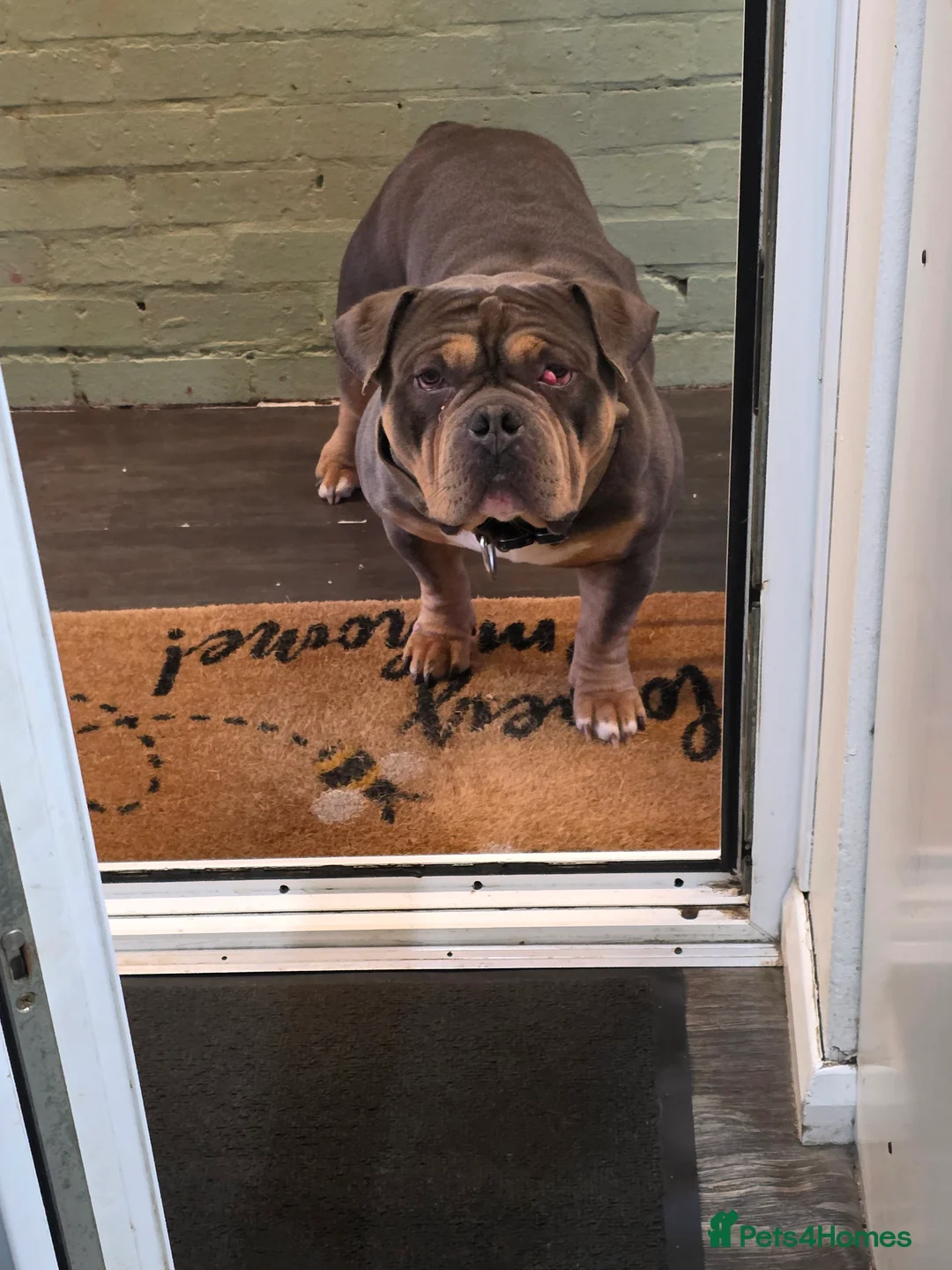 American Bully dogs for sale: Stunning Blue Pocket Bully!! REDUCED!! - Advert 1