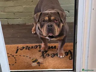 American Bully dogs Stunning Blue Pocket Bully!! - Advert 4