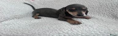 Miniature Dachshund 2