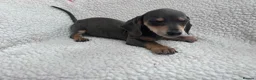 Miniature Dachshund dogs for sale: ***mini dachshund *** - Advert 19