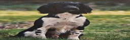 English Springer Spaniel dogs for sale: HintonBreeze Gundogs  - Advert 2