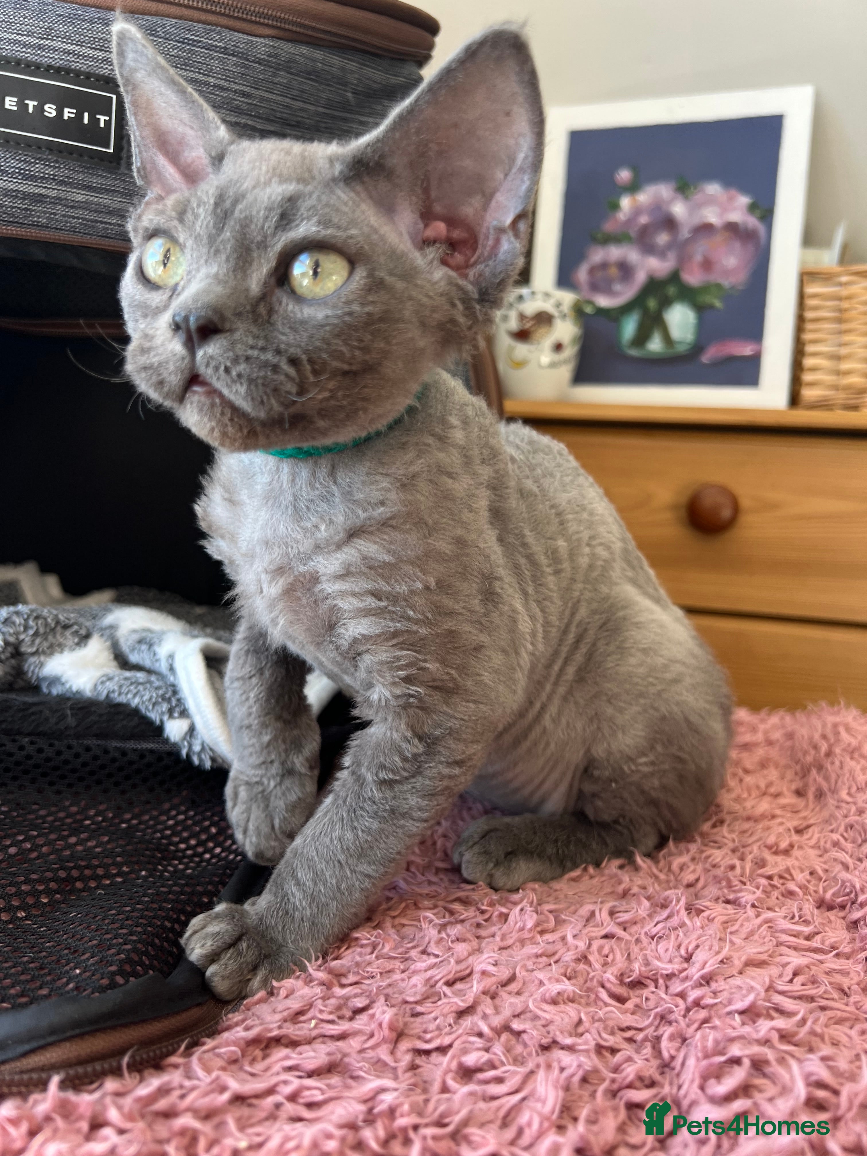 Devon Rex cats Ready now - Advert 9