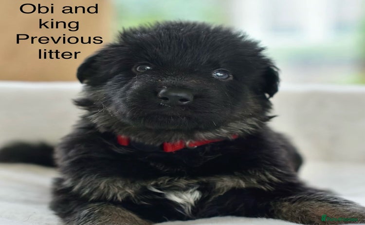 German Shepherd dogs - Advert 2