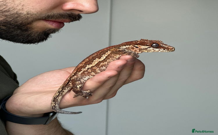 Gecko reptiles Gargoyle Gecko, Full Bioactive Tank and Access. - Advert 1