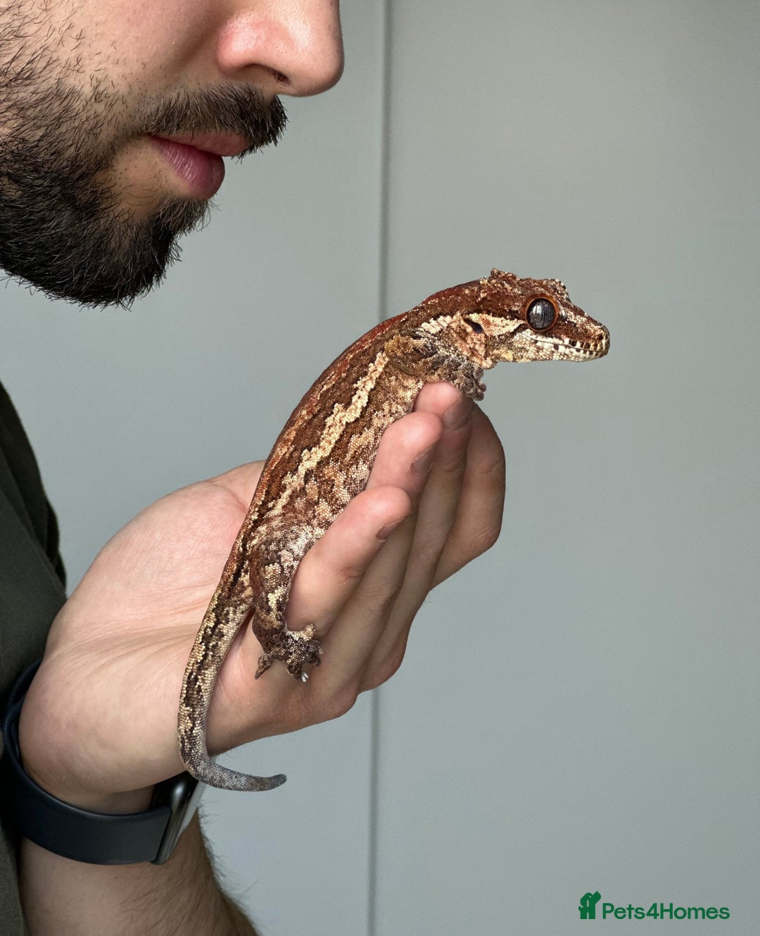 Gecko reptiles for sale: Gargoyle Gecko, Full Bioactive Tank and Access. - Advert 1