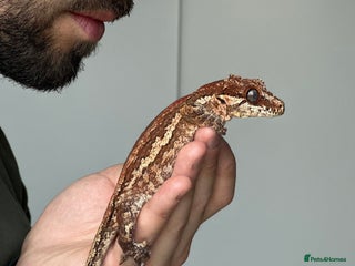 Gecko reptiles Gargoyle Gecko, Full Bioactive Tank and Access. - Advert 1