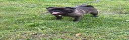 Pug dogs for sale: Mother & daughter pugs  - Advert 6