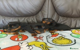 Dachshund dogs for sale: Dachshund puppies - Image 8