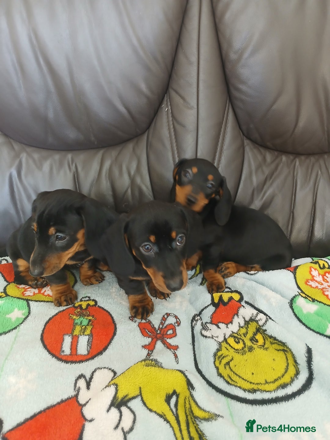 Dachshund dogs for sale: Dachshund puppies - Image 8