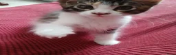 Maine Coon cats for sale: Maine Coon Kittens for Sale - Advert 3
