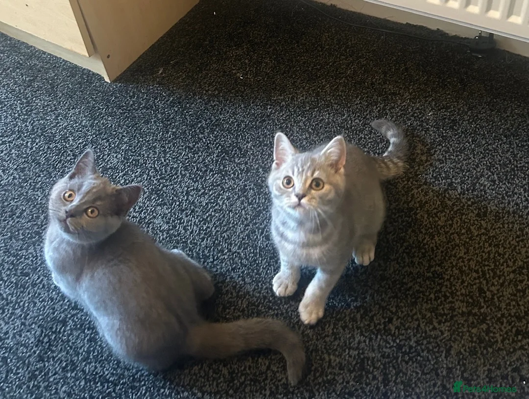 British Shorthair cats for sale: 3 beautiful brothers ready for there loving home  - Advert 9