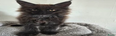 Maine Coon Kitten 3