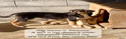 Mixed Breed dogs for adoption: Shauna, 6 months approx. Available for adoption. in Brixham - Advert 6