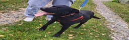 Mixed Breed dogs for adoption: ❤️NICOL❤️- Kind and Joyful 2-3 yo Labrador girl - Advert 18