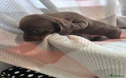 Dachshund dogs for sale: Dachshund puppies - Image 8