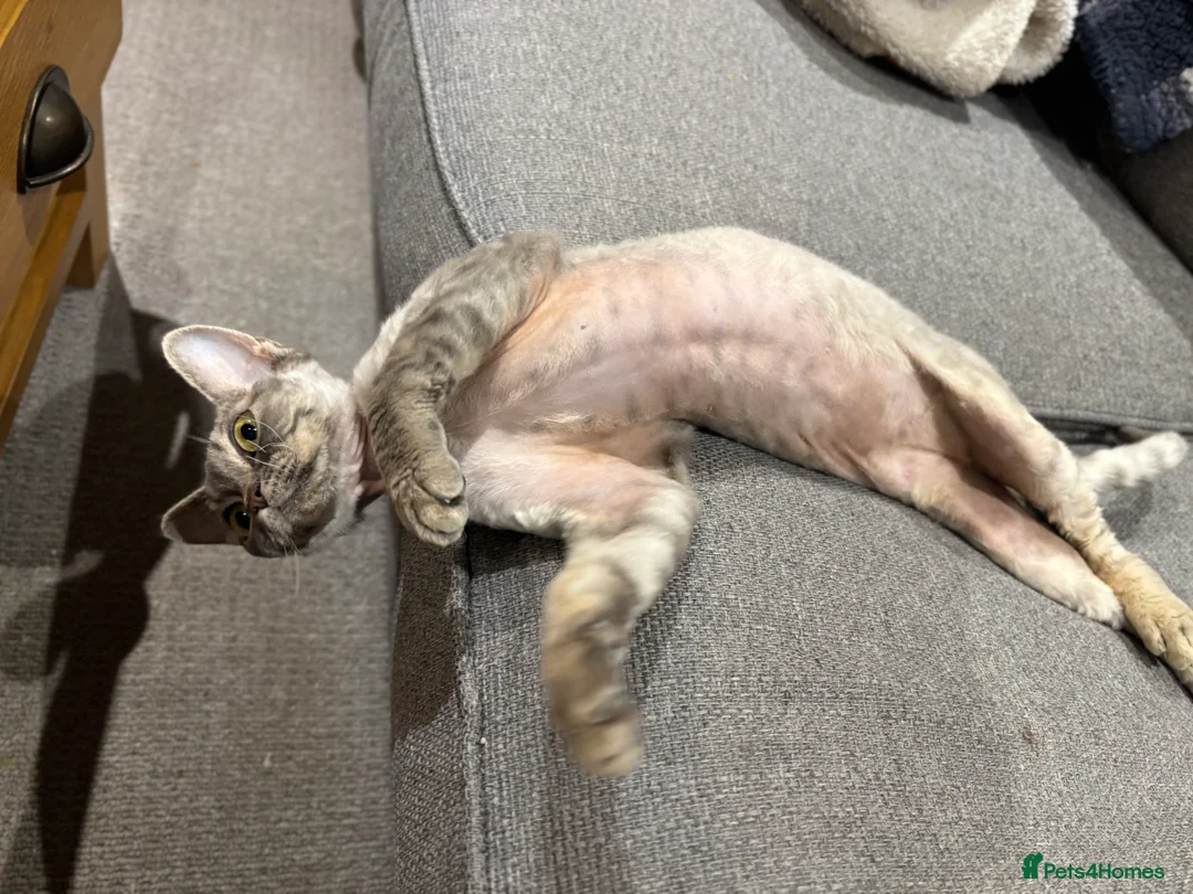 Devon Rex cats for sale: Devon Rex potentially looking for a loving home. - Advert 6