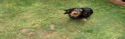 Dachshund dogs for stud: Long haired miniature dachshund  - Advert 9
