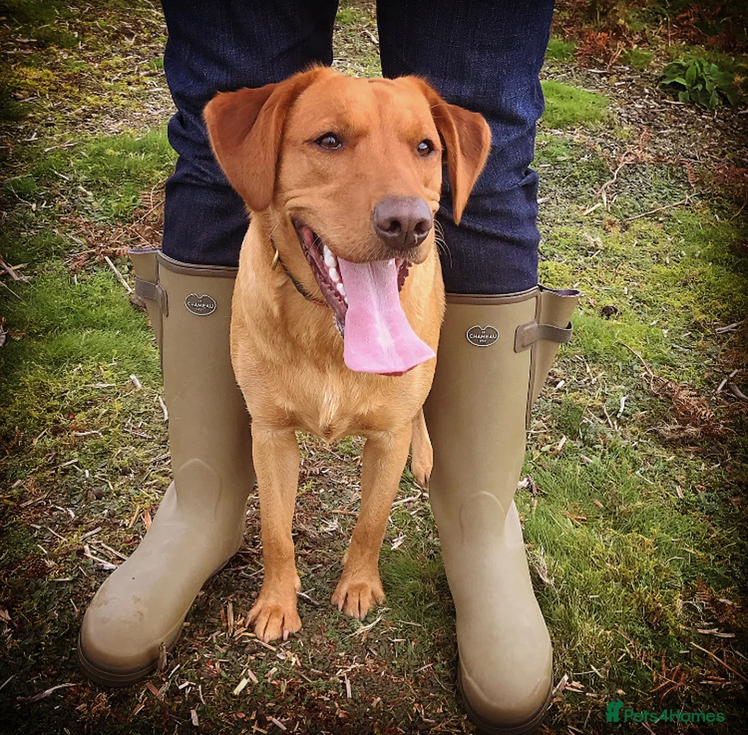 Labrador Retriever dogs for sale: Harleigh & FTCH Jarailstar Hogen of Stauntonvale in Swansea - Advert 2
