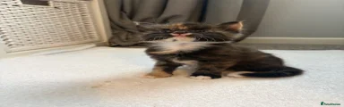 Mixed Breed long haired calico girl Amber eyes 