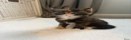 Mixed Breed cats for sale: Mixed breed kittens  - Advert 17