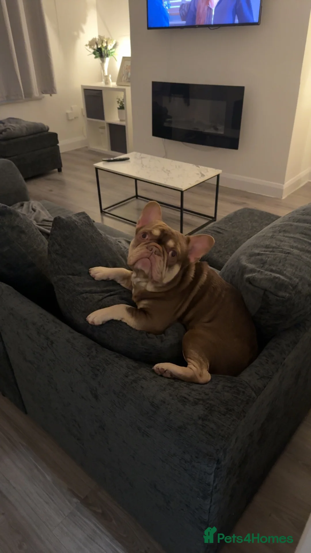 French Bulldog dogs for stud: Enzo - chocolate French bulldog  in Manchester - Advert 1