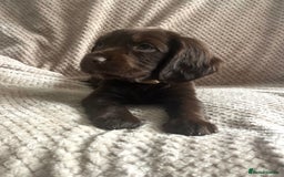 Cocker Spaniel dogs for sale: Extensively Health tested/KC REG Cocker Puppies - Image 2
