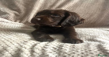 Cocker Spaniel dogs - Advert 3
