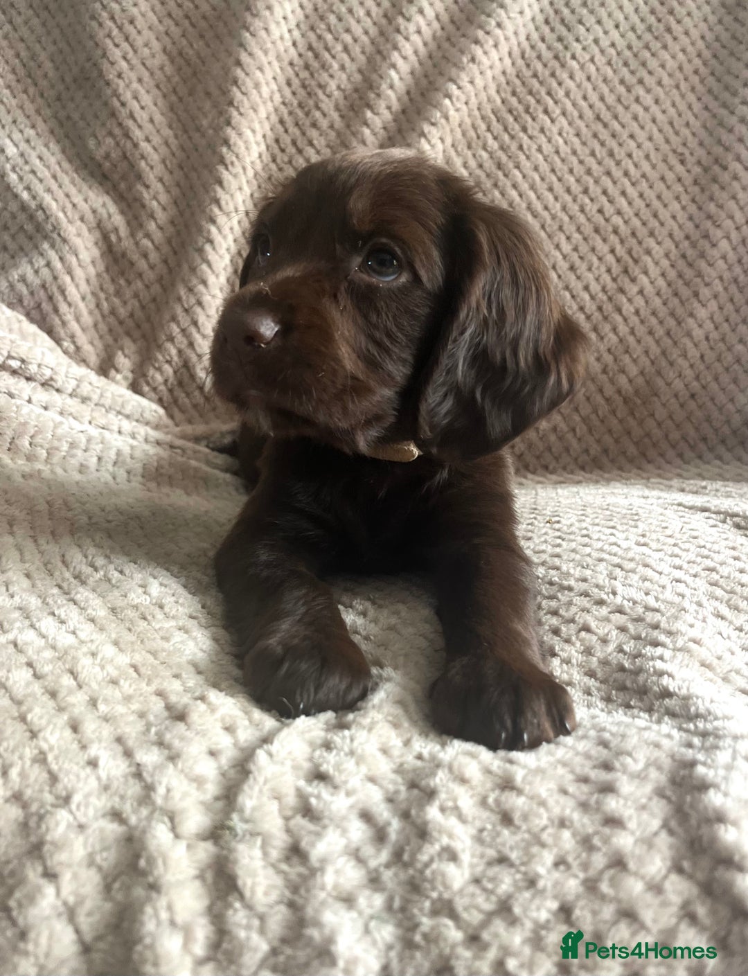 Cocker Spaniel dogs for sale: Extensively Health tested/KC REG Cocker Puppies - Image 2