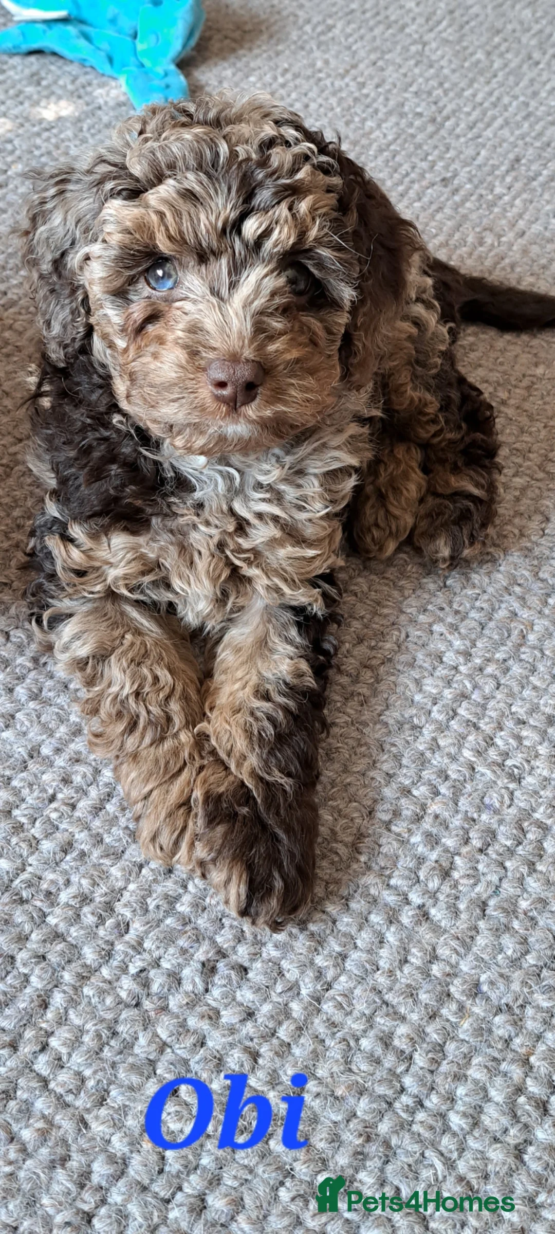 Toy Poodle dogs for stud: Cockapoo stud chocolate merle  - Advert 13