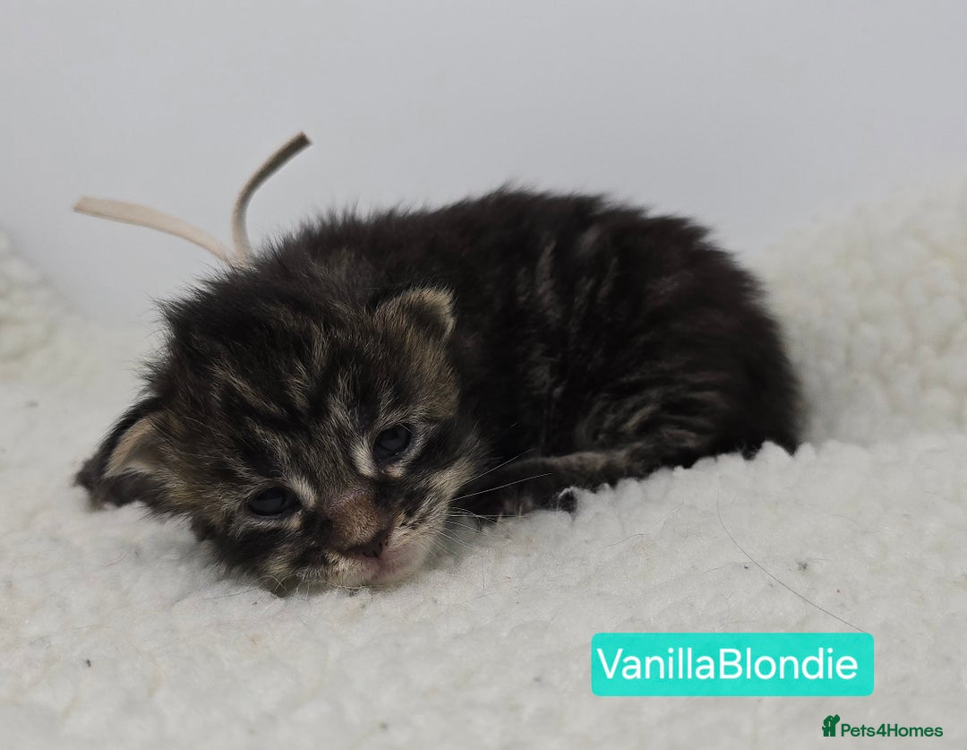 Maine Coon cats for sale: Maine Coon Kittens (Russian & Golden lines) - Advert 21