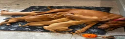 Hungarian Vizsla dogs for sale: 5* HUNGARIAN VIZSLA PUPPIES KC REGISTERED  - Advert 5