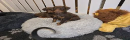 Dobermann dogs for stud: HEALTH TESTED STANLEY FOR STUD DUTIES - Advert 15