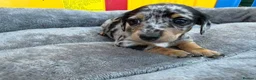Jackshund dogs for sale: Miniature dachshund x jack Russell puppies  - Advert 6