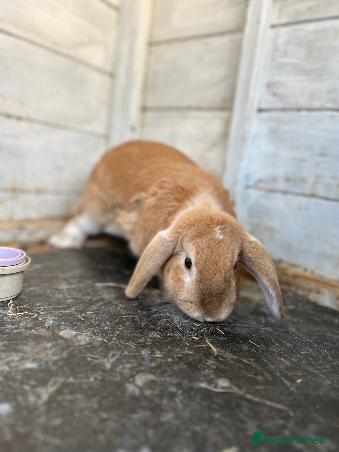 Mini Lop rabbits for sale: 2 x mini lop rabbits  - Image 7