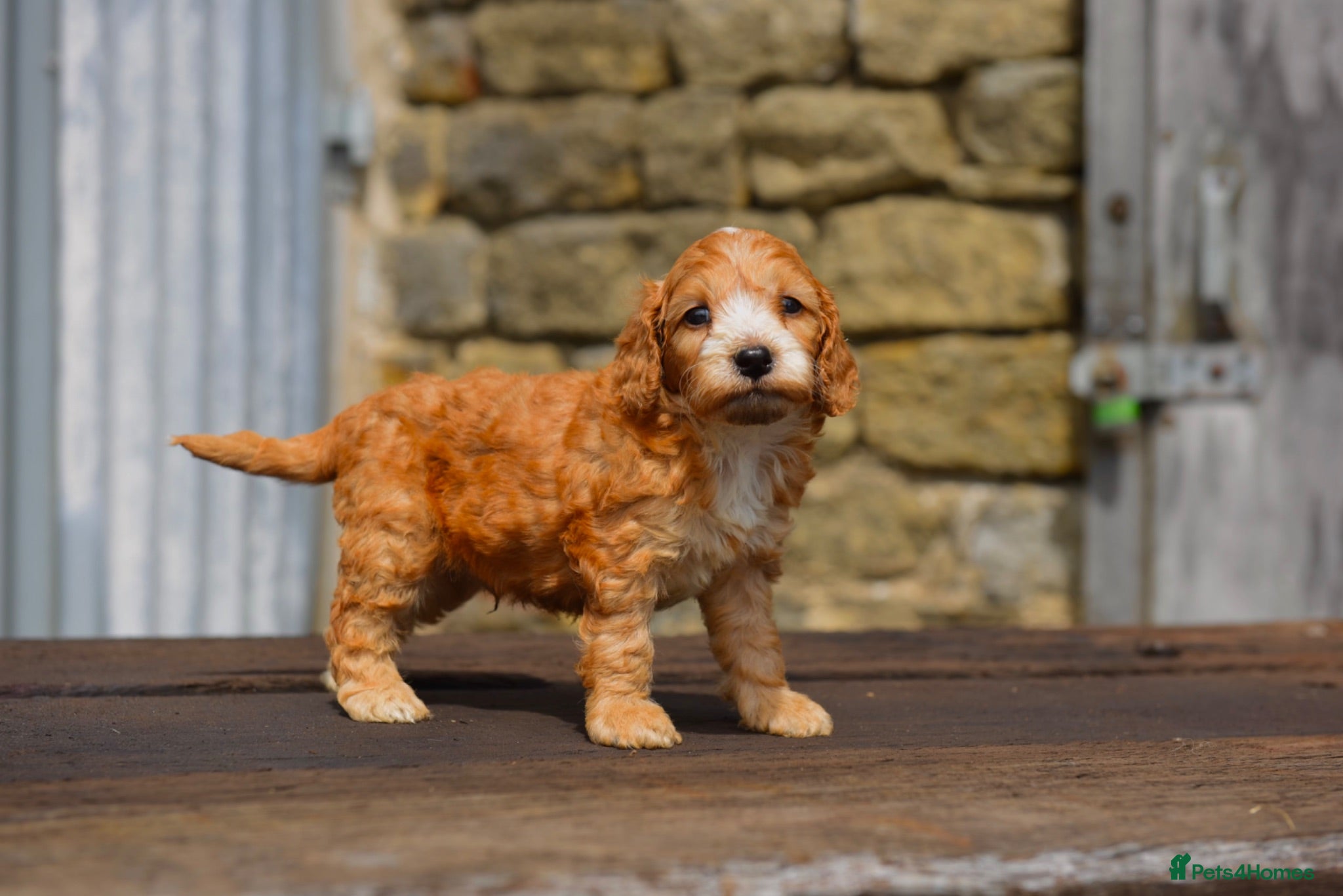 Cockapoo dogs DNA CLEAR Dark Fox red F1 toy / show cocker - Advert 2
