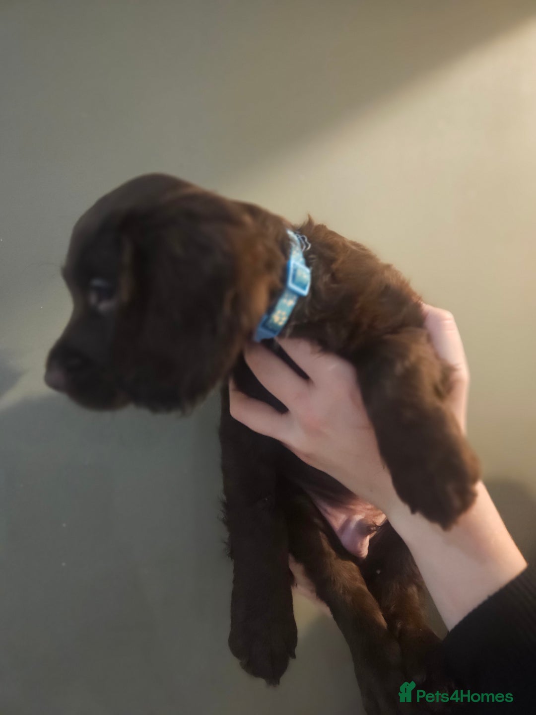 Sprocker dogs for sale: 3 chocolate sprocker males available  - Advert 17