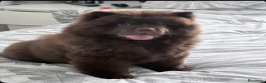 Chow Chow 1