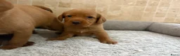 Labradoodle dogs for sale: F1B Quality Health Tested Fox Red Labradoodle  - Advert 17