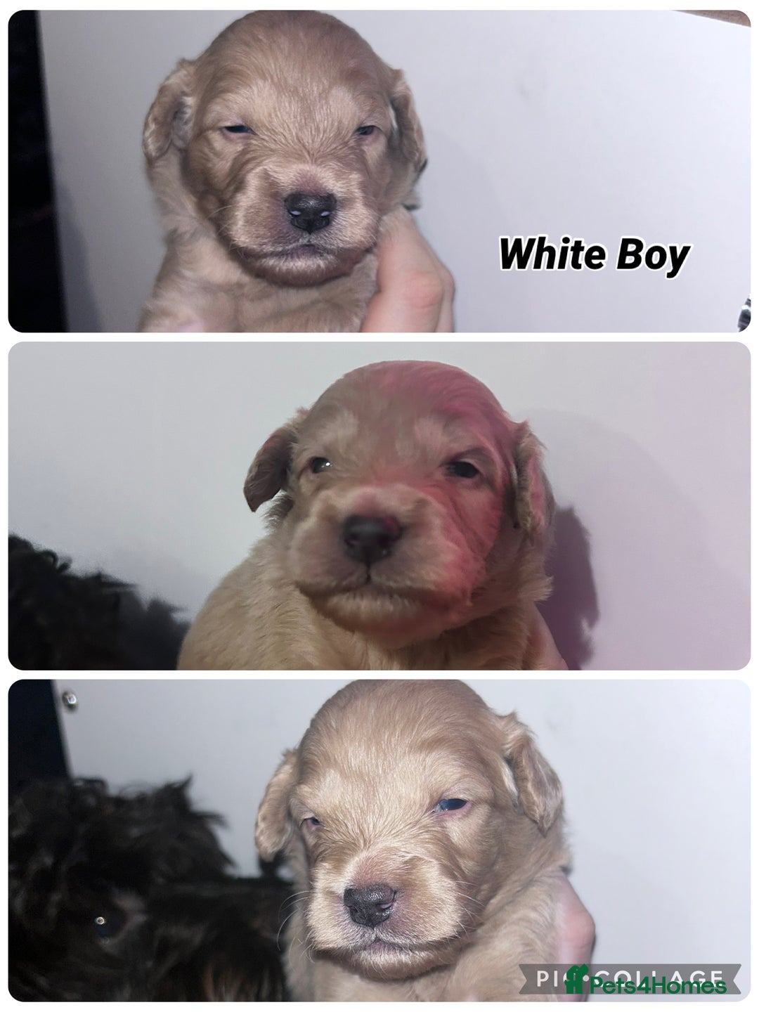 Goldendoodle dogs for sale: F1 mini Goldendoodles - Advert 19