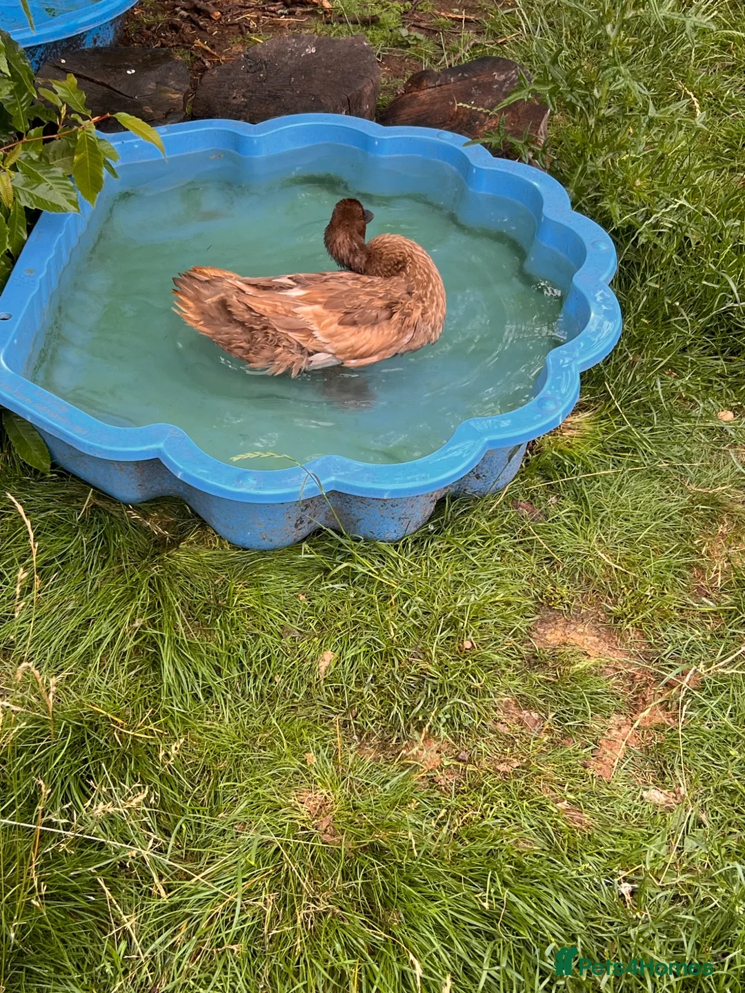 Ducks poultry for sale: Kacky Campbell Ducks  in Worcester - Advert 5