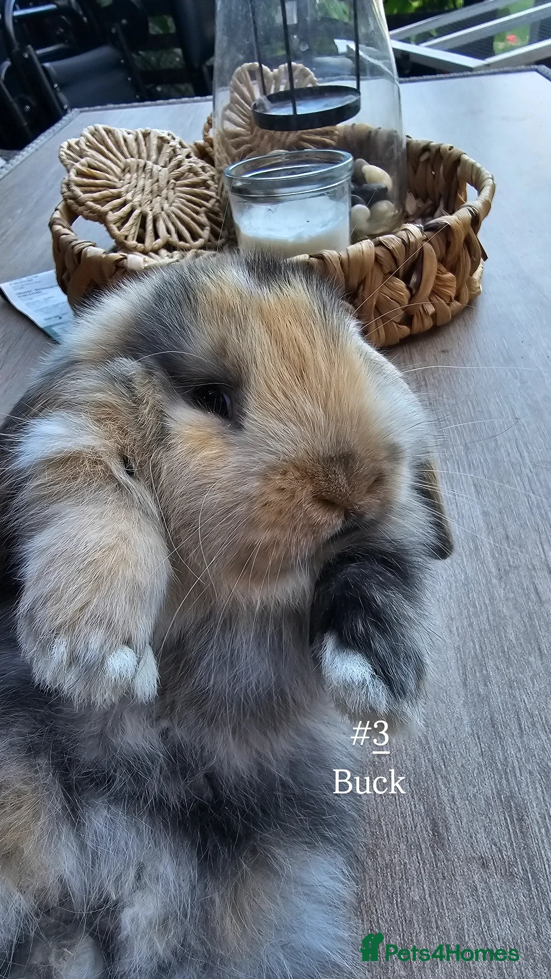 Mini Lop rabbits for sale: Mini lops for sale pure  - Image 4