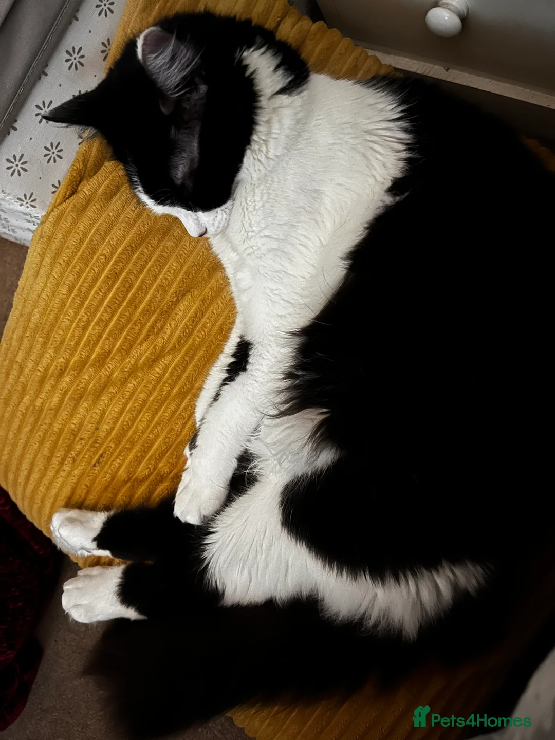 Mixed Breed cats for sale: 🐾 Re-homing our beautiful Tilly Tot - Advert 3