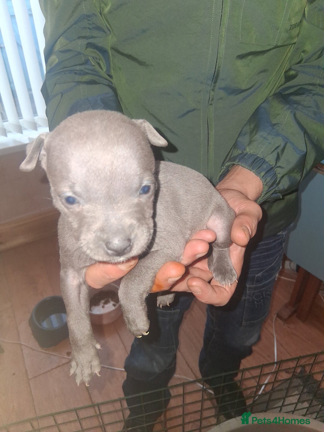 Staffordshire Bull Terrier dogs for sale: Adorable staffy puppies  - Advert 12