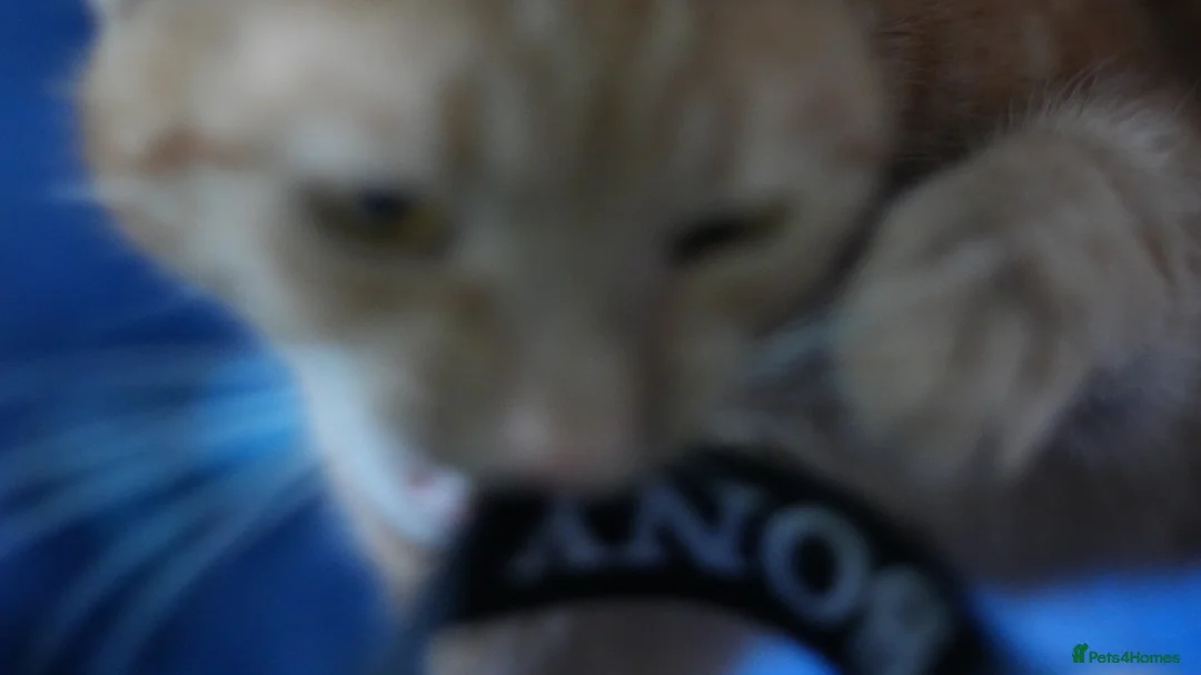 Domestic Shorthair cats for sale: 12-Month-Old Ginger Tabby Girl Indoor Only Croydon - Advert 14