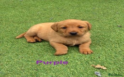 Labrador Retriever dogs for sale: Beautiful KC Fox Red Pups. 0/0 hip/elbow mum & dad - Image 17