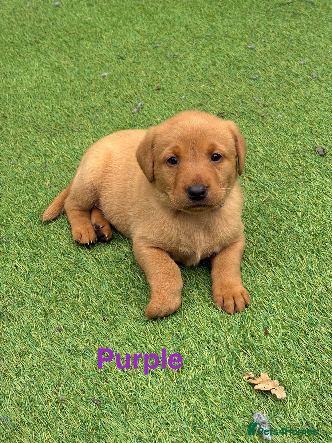 Labrador Retriever dogs for sale: Beautiful KC Fox Red Pups. 0/0 hip/elbow mum & dad - Image 17
