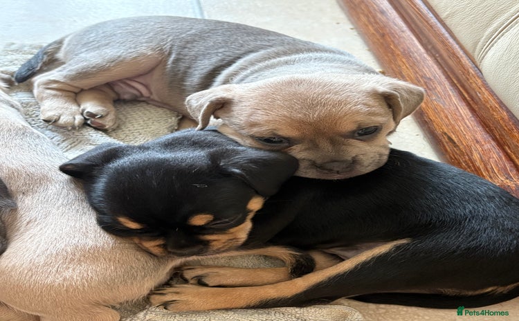Mixed Breed dogs - Advert 1