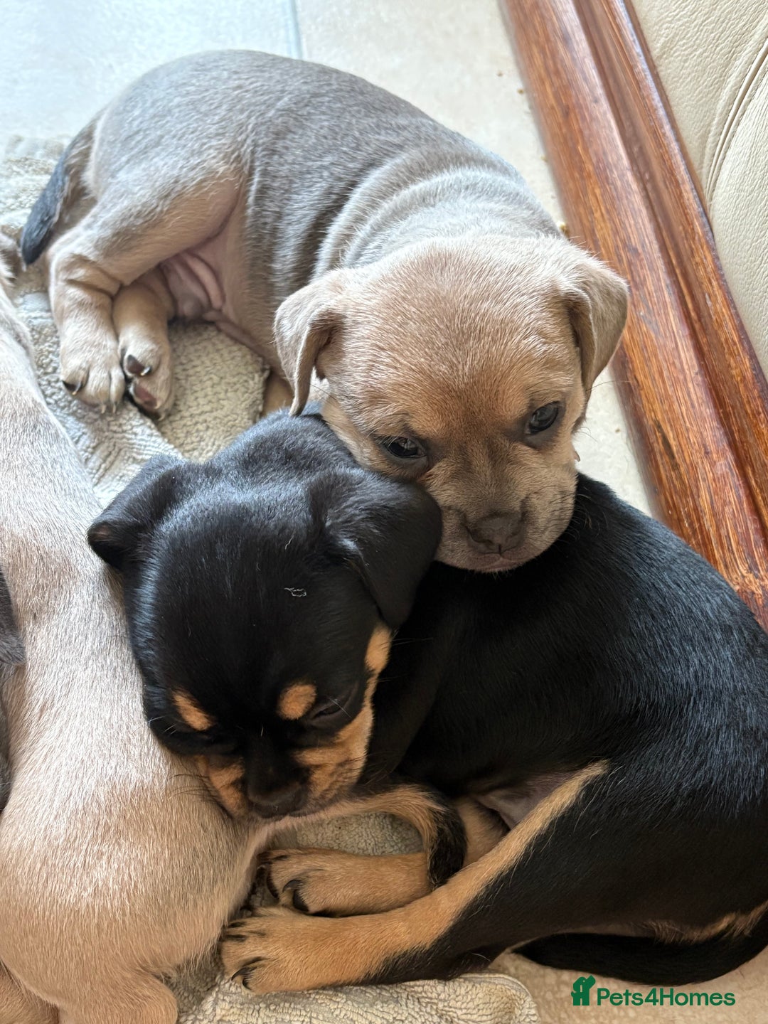 Mixed Breed dogs for sale: French bullhuahua - Image 7