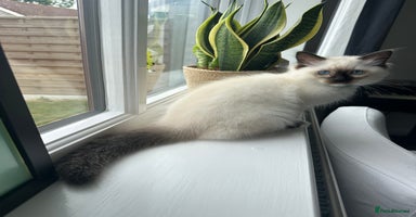 Ragdoll cats in Taunton - Advert 2